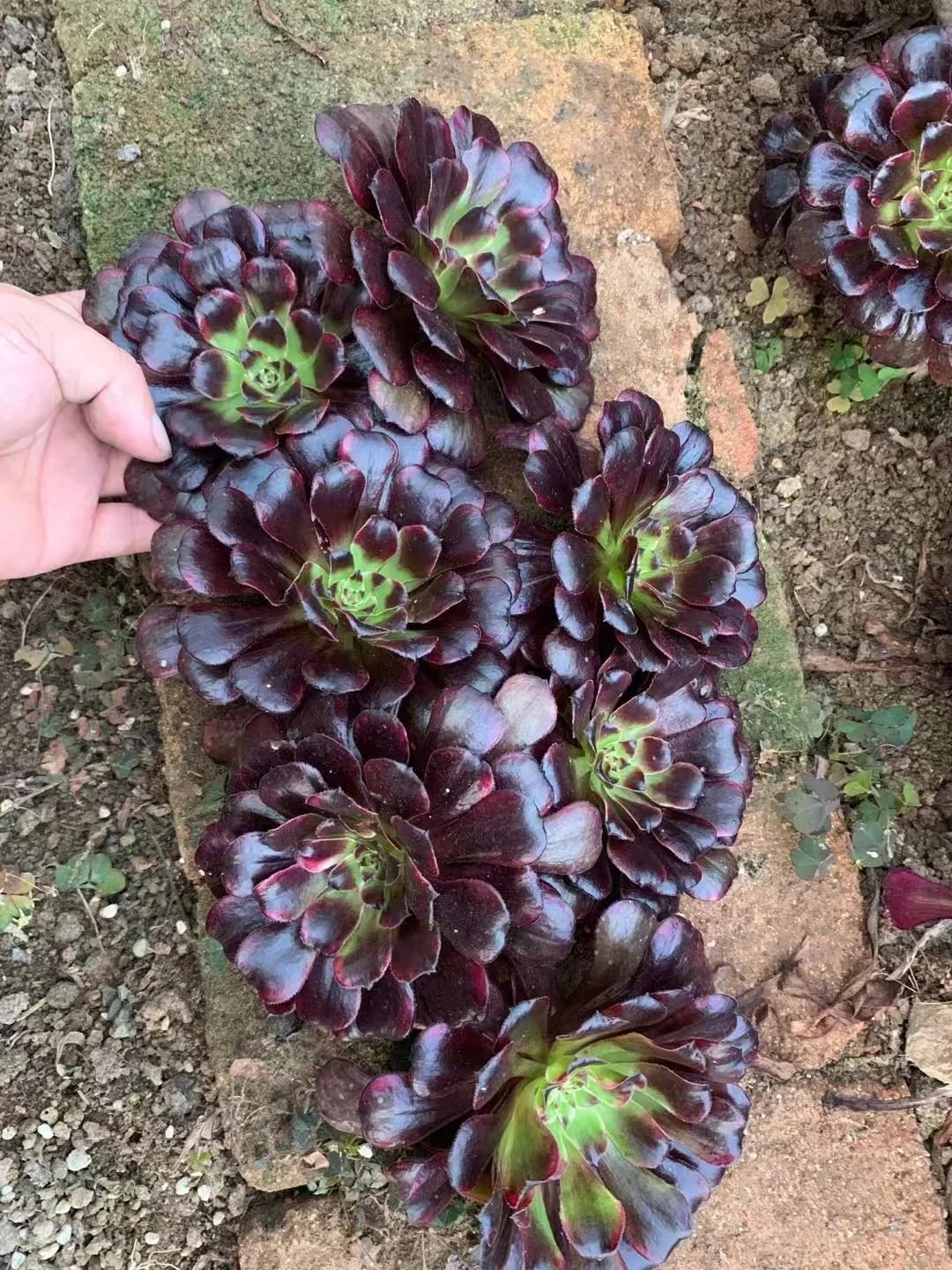 387.Mo yan single head and cutting/ Aeonium single head and cutting / Aeonium plants/ Succulent plants / Garden landscape / Carefully select healthy plants