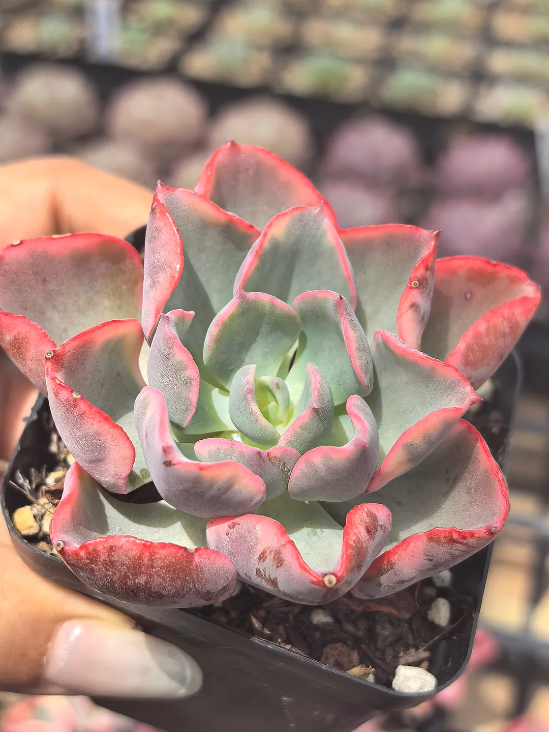 plant Aeonium Echeveria Haworthia  Caudex  Lithops Cactus  Agave 