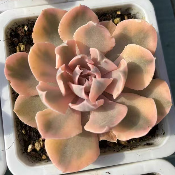 plant Aeonium Echeveria Haworthia  Caudex  Lithops Cactus  Agave 