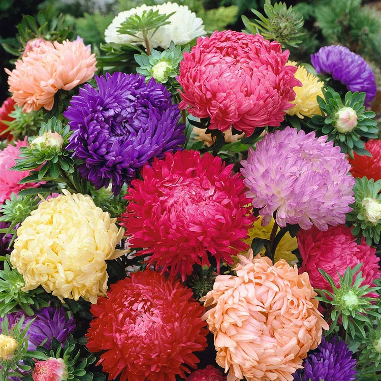 🔥Last Day Promotion 60% OFF💐Aster Seeds (Peony Duchess) - 98% Germination