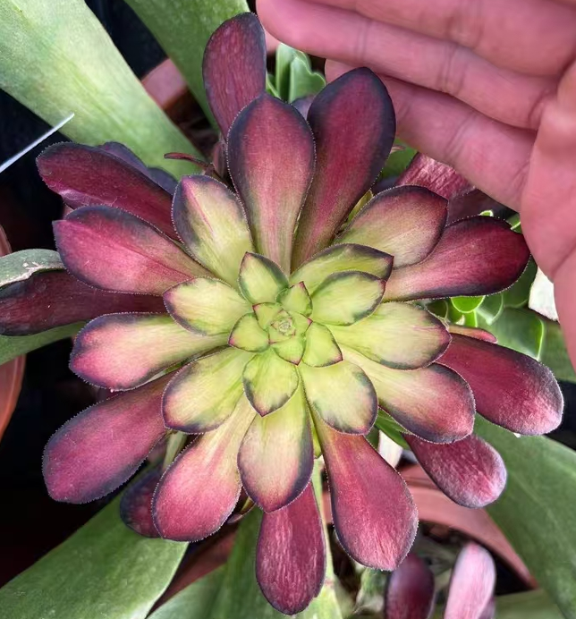 1044. The Setting sun single head and cutting/Aeonium single head and cutting/Aeonium plants/Succulent plants / Garden landscape / Carefully select healthy plants