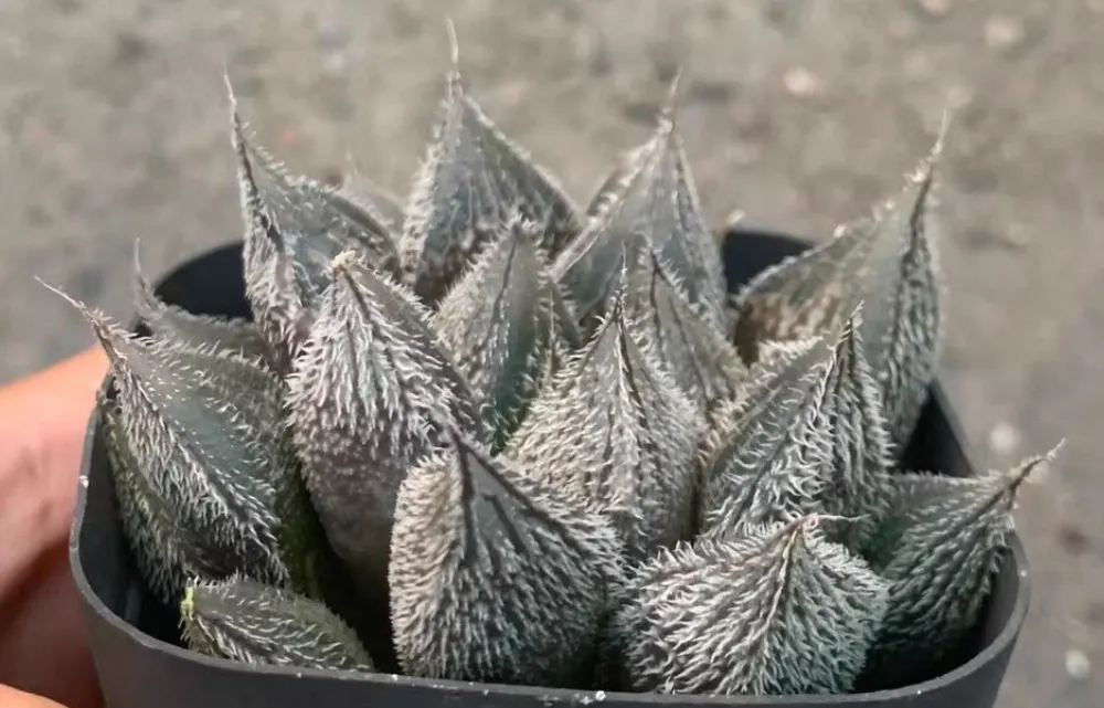 plant Aeonium Echeveria Haworthia  Caudex  Lithops Cactus  Agave 