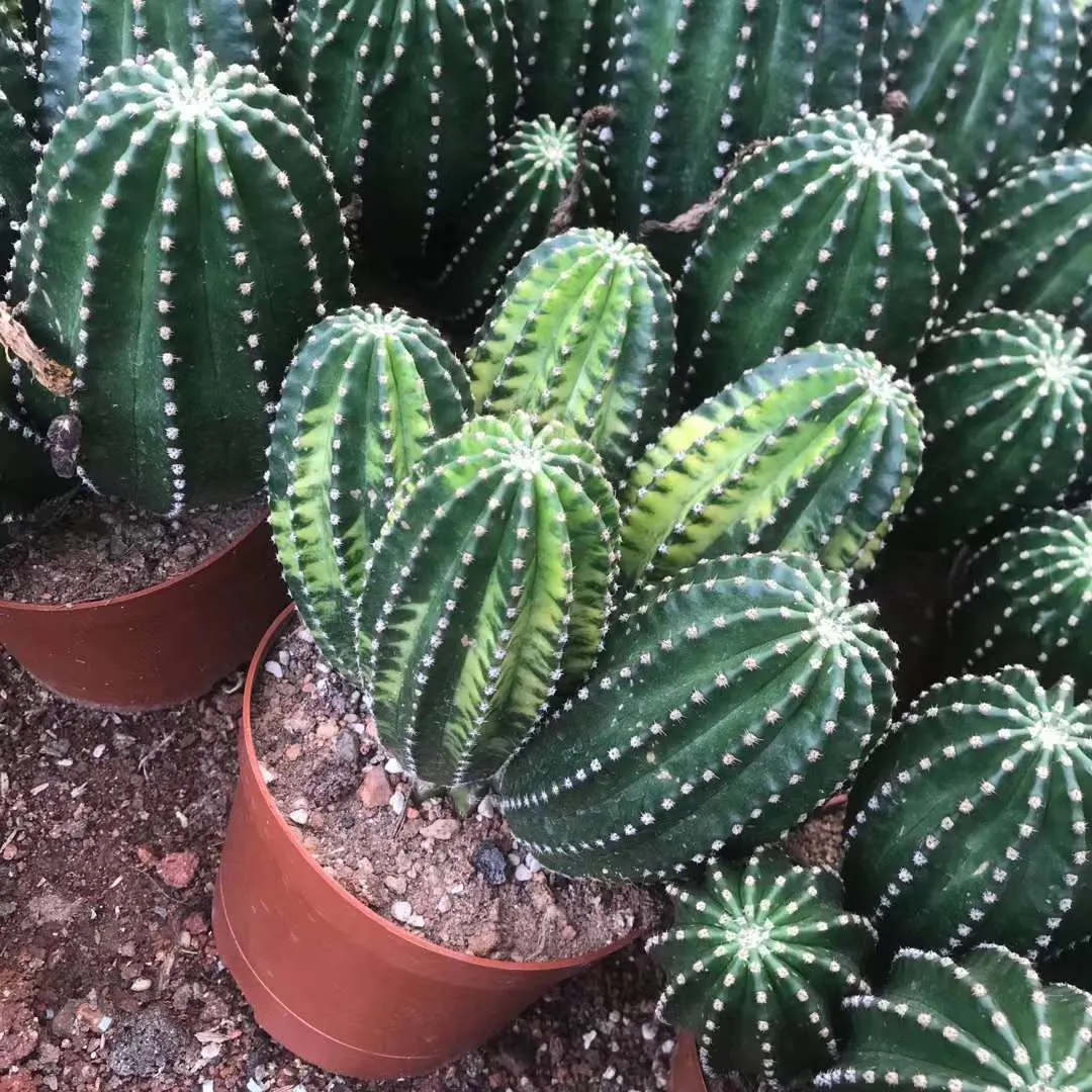 plant Aeonium Echeveria Haworthia  Caudex  Lithops Cactus  Agave 