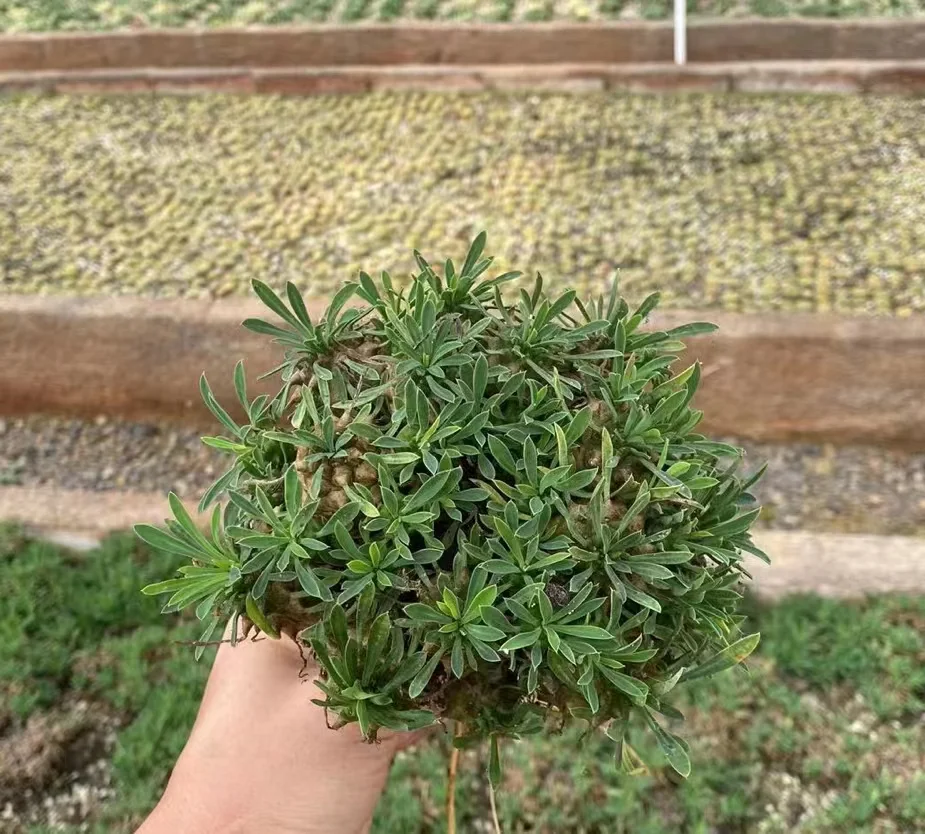 plant Aeonium Echeveria Haworthia  Caudex  Lithops Cactus  Agave 