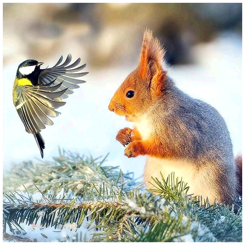 

35*35CM - Round Drill Diamond Painting - Little Squirrel, 501 Original