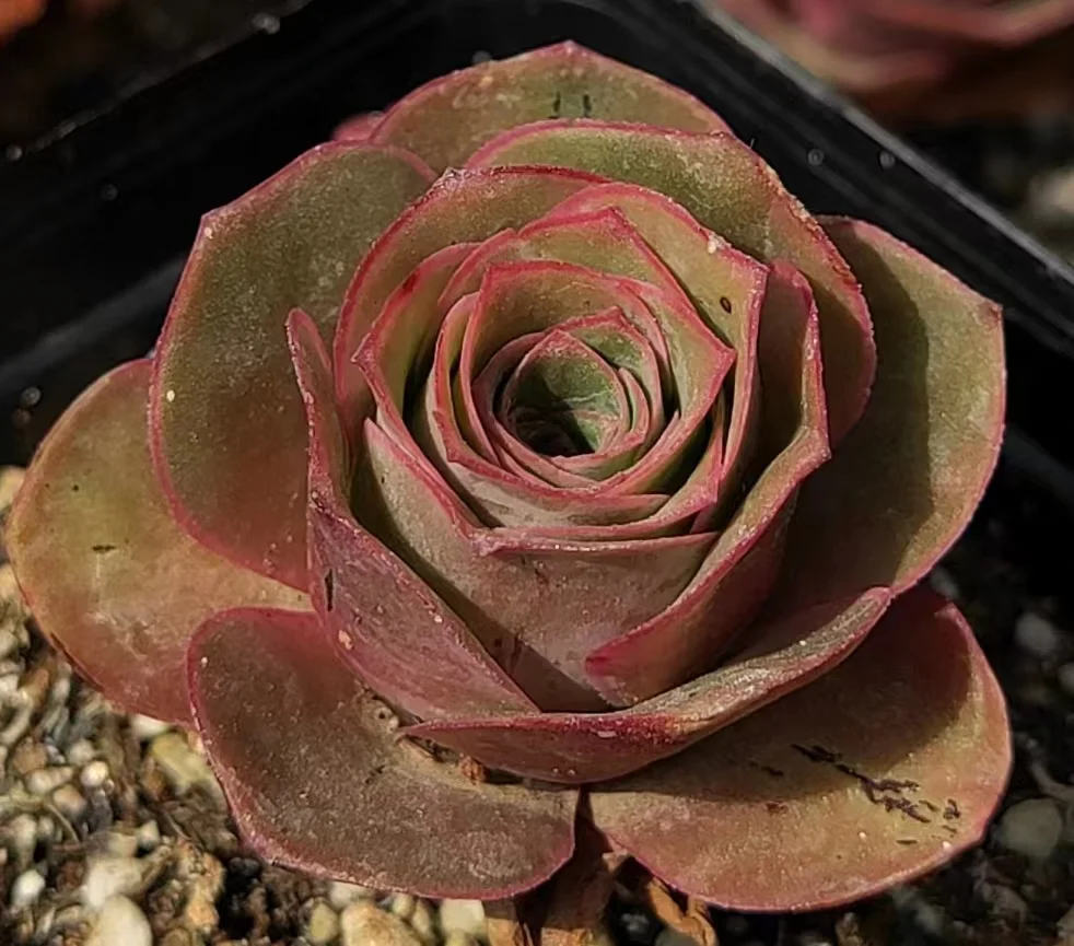 693 .  Tenerife single head 4-6cm   / Echeveria / Succulent plants / Garden landscape / Carefully select healthy plants