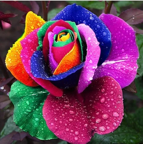 Twin rose seeds (high quality version)