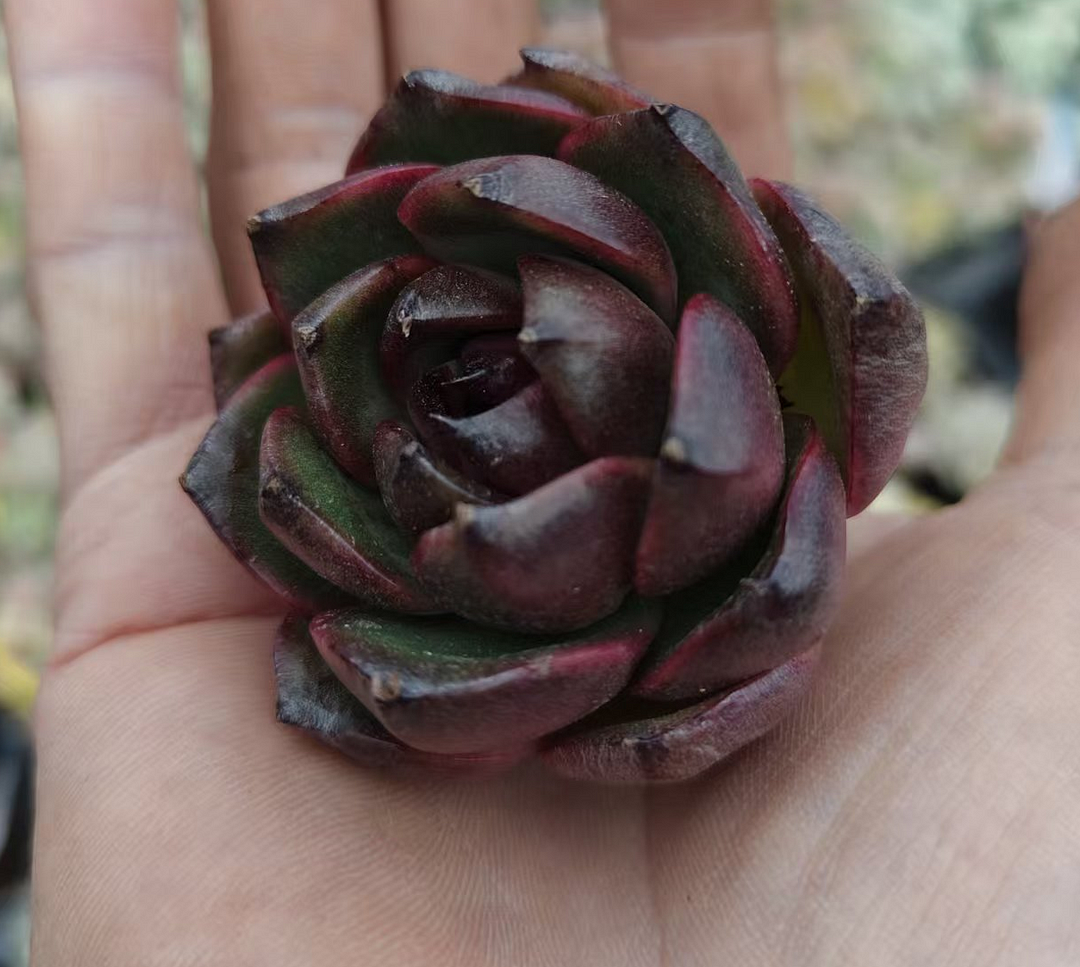 plant Aeonium Echeveria Haworthia  Caudex  Lithops Cactus  Agave 