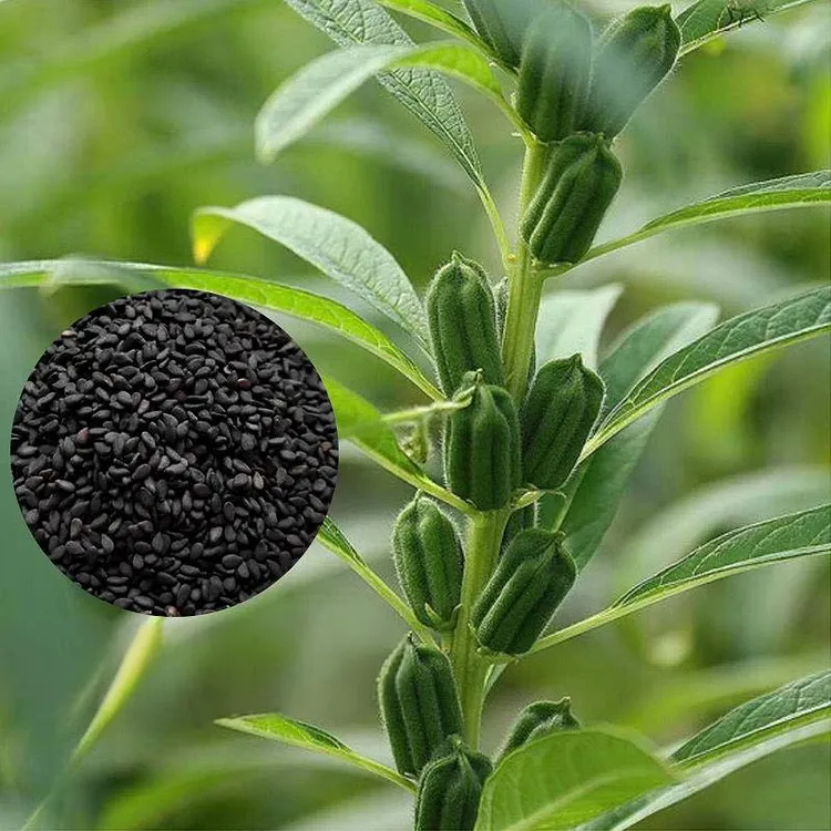 🌿SESAME SEEDS🌾 RICH TASTE &middot; HIGH-YIELD