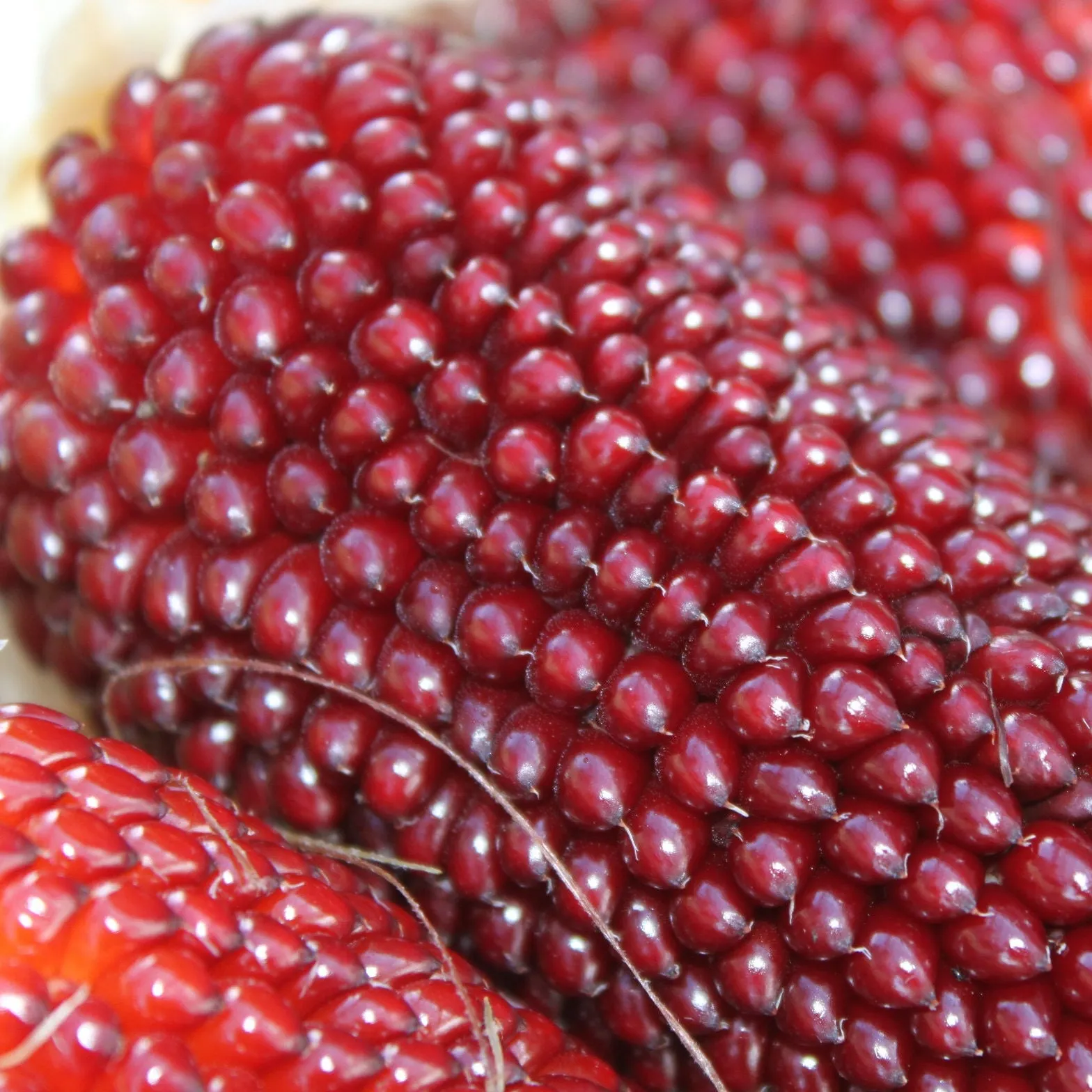 🍓&🌽Strawberry Corn seeds - 2023 popular seeds