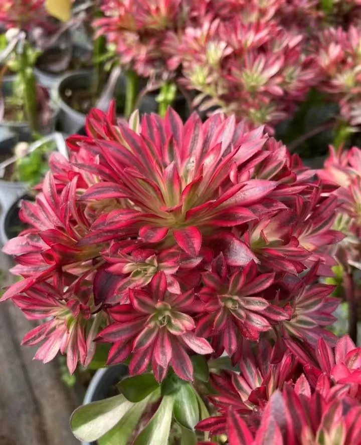 410.  Zhu que . cluster 10-12cm /Aeonium cluster/ Aeonium plants / Garden landscape / Carefully select healthy plants