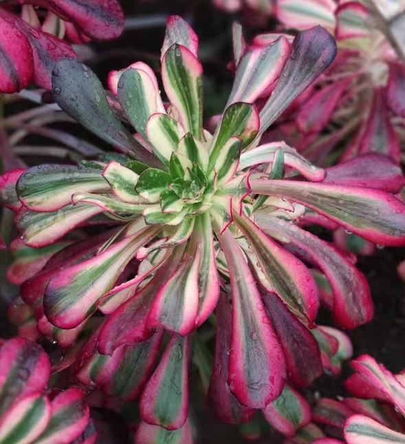 1035. Chanel var,Beautiful butterfly single head and cutting/Aeonium single head and cutting/Aeonium plants/Succulent plants / Garden landscape / Carefully select healthy plants