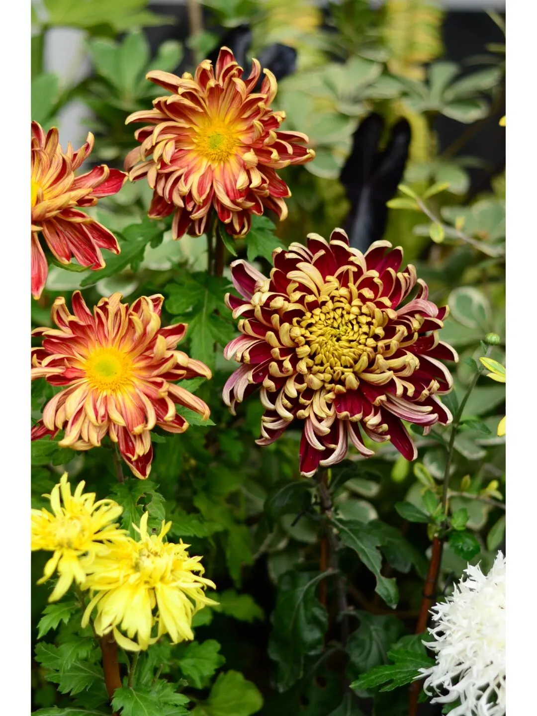 Beautiful Rare Golden Daisy🌻Easy