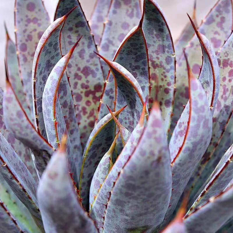 plant Aeonium Echeveria Haworthia  Caudex  Lithops Cactus  Agave 