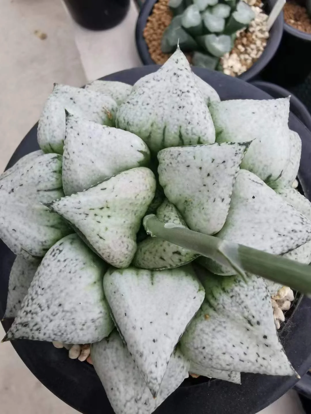 899.   White queen 5-6cm / Haworthia/ Succulent plants / Garden landscape / Carefully select healthy plants