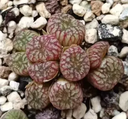 plant Aeonium Echeveria Haworthia  Caudex  Lithops Cactus  Agave 