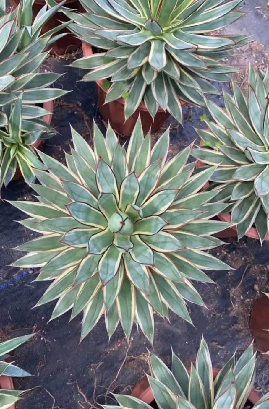 plant Aeonium Echeveria Haworthia  Caudex  Lithops Cactus  Agave 