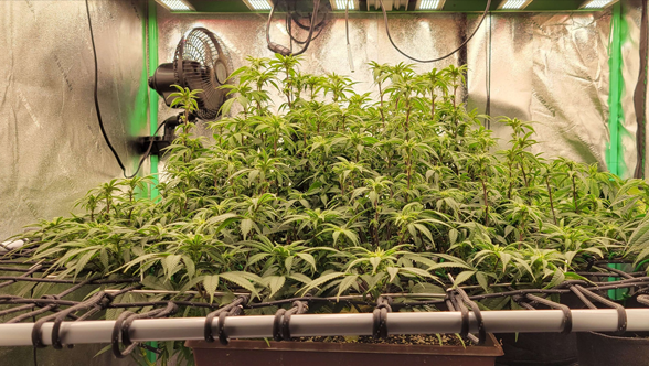 The Benefits of Investing in a High-Quality 1000W LED Grow Light