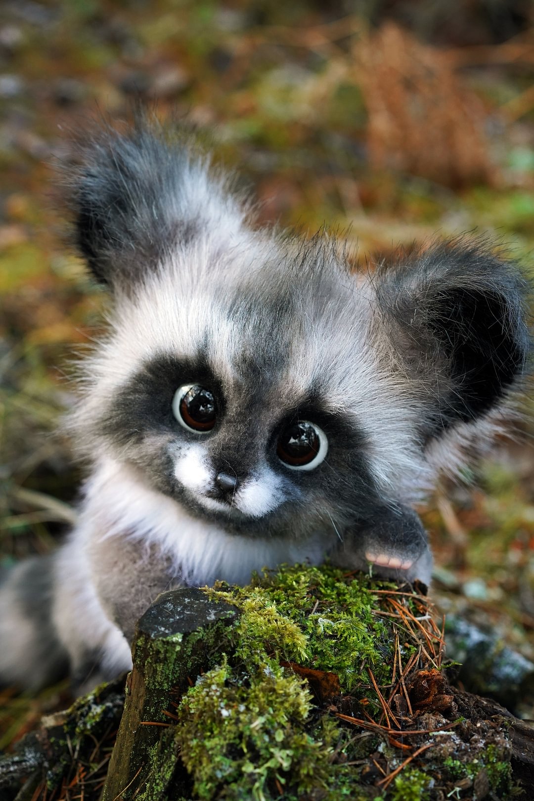 Raccoon