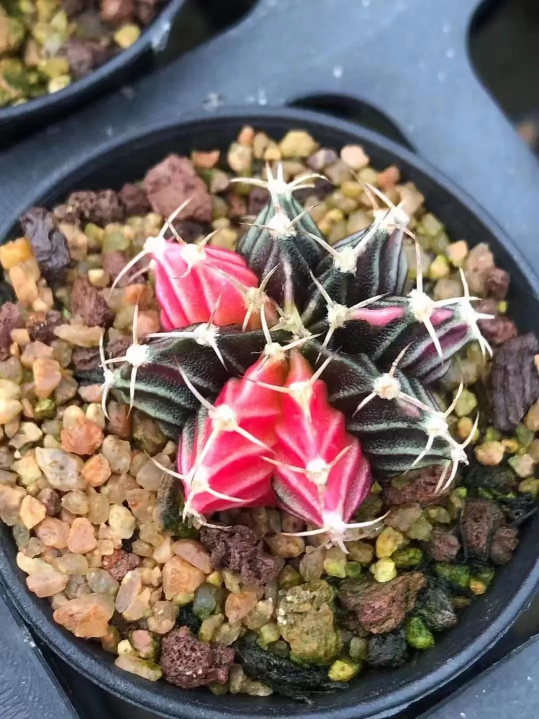 plant Aeonium Echeveria Haworthia  Caudex  Lithops Cactus  Agave 