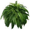 Last Day 49% OFF--UV Resistant Lifelike Artificial Boston Fern