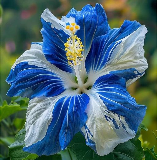 Rare Blue & White Hibiscus Seeds