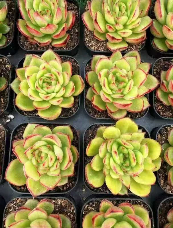 plant Aeonium Echeveria Haworthia  Caudex  Lithops Cactus  Agave 