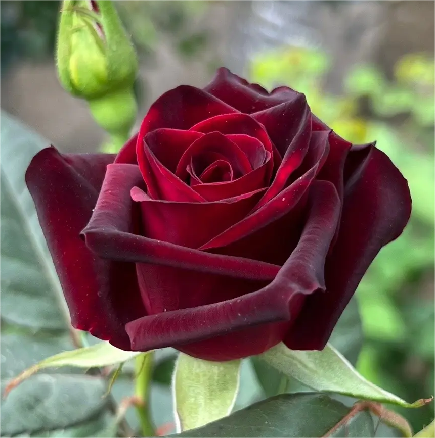 🌙Rosa chinensis - 'Black Baccara' Jonyparkseed®