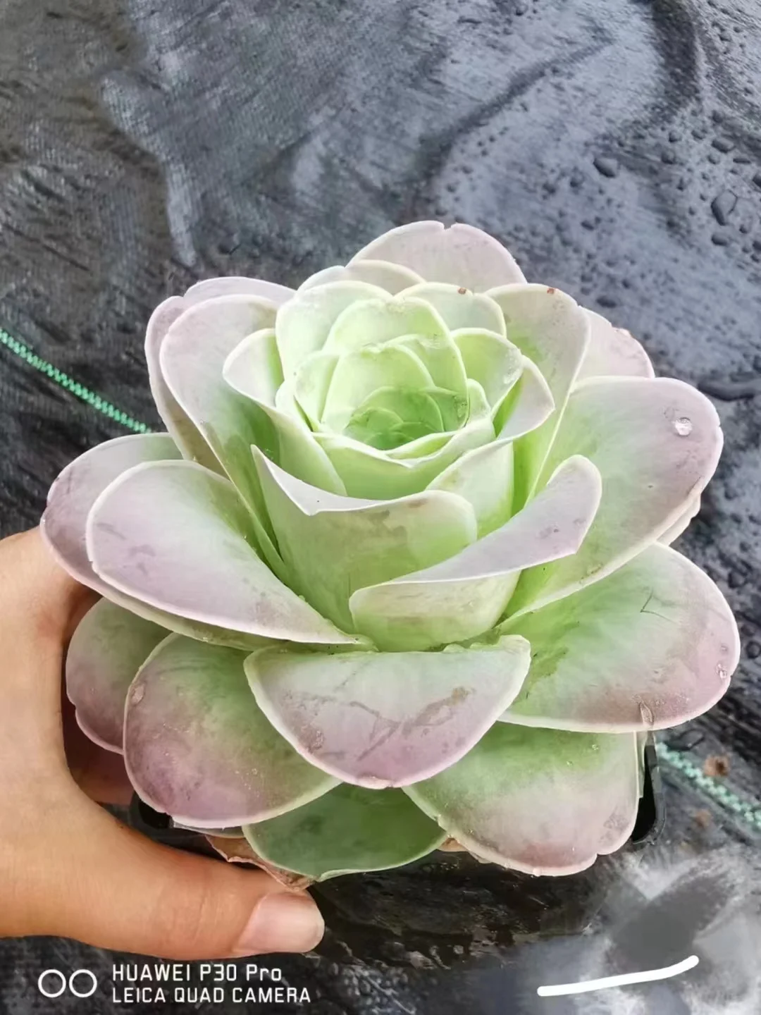 plant Aeonium Echeveria Haworthia  Caudex  Lithops Cactus  Agave 