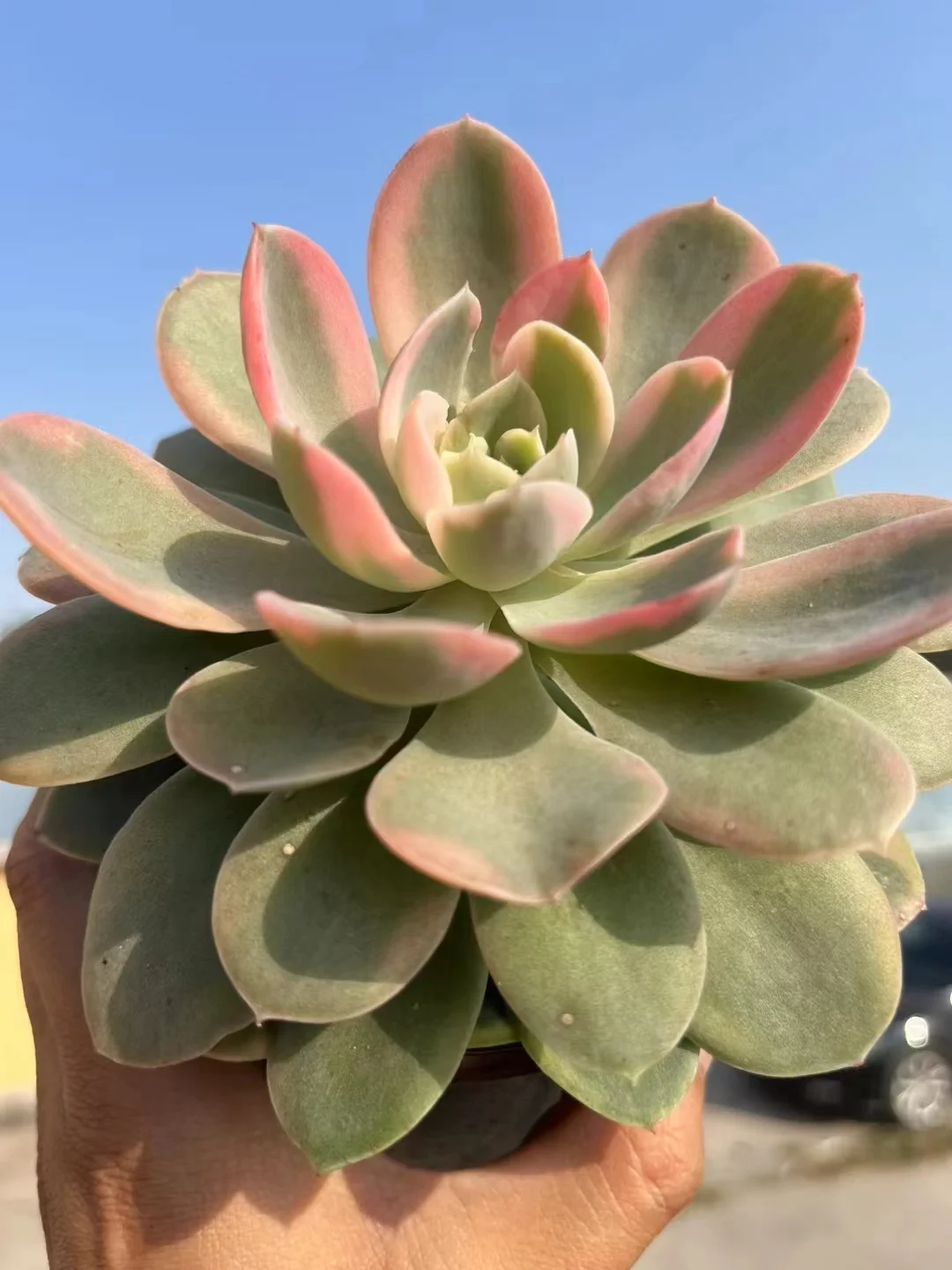 plant Aeonium Echeveria Haworthia  Caudex  Lithops Cactus  Agave 