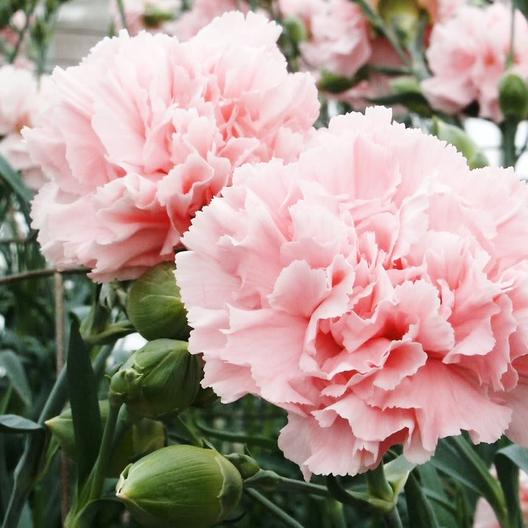 Carnation Seeds - La France Jonyparkseed®