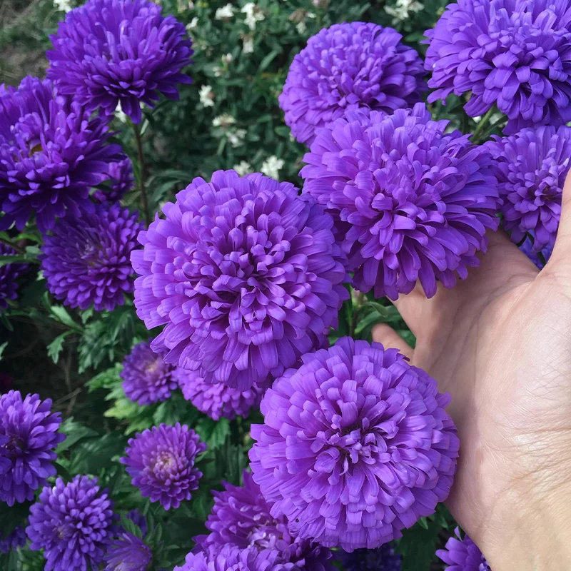 🌹Perennial Double Aster