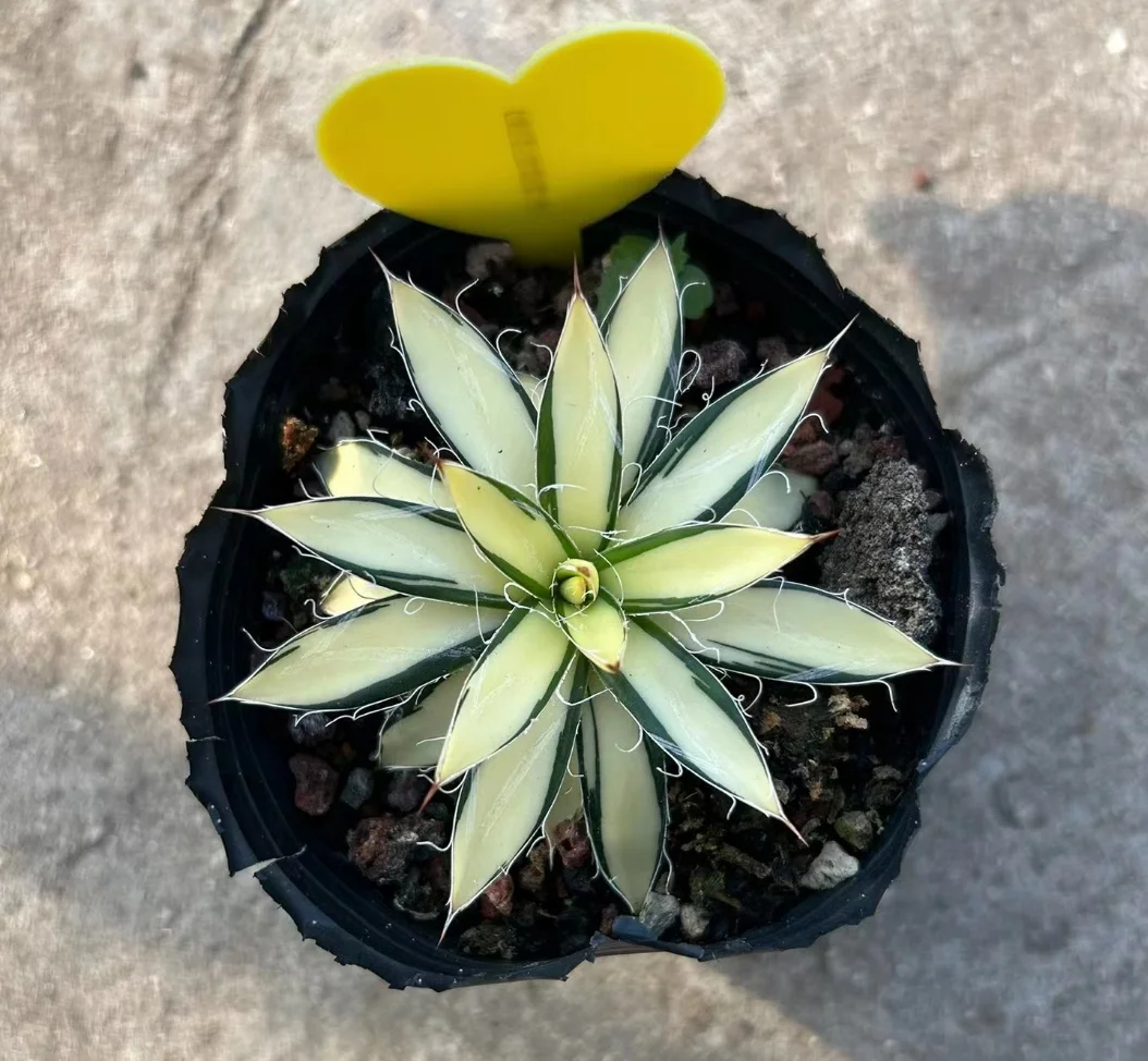 plant Aeonium Echeveria Haworthia  Caudex  Lithops Cactus  Agave 