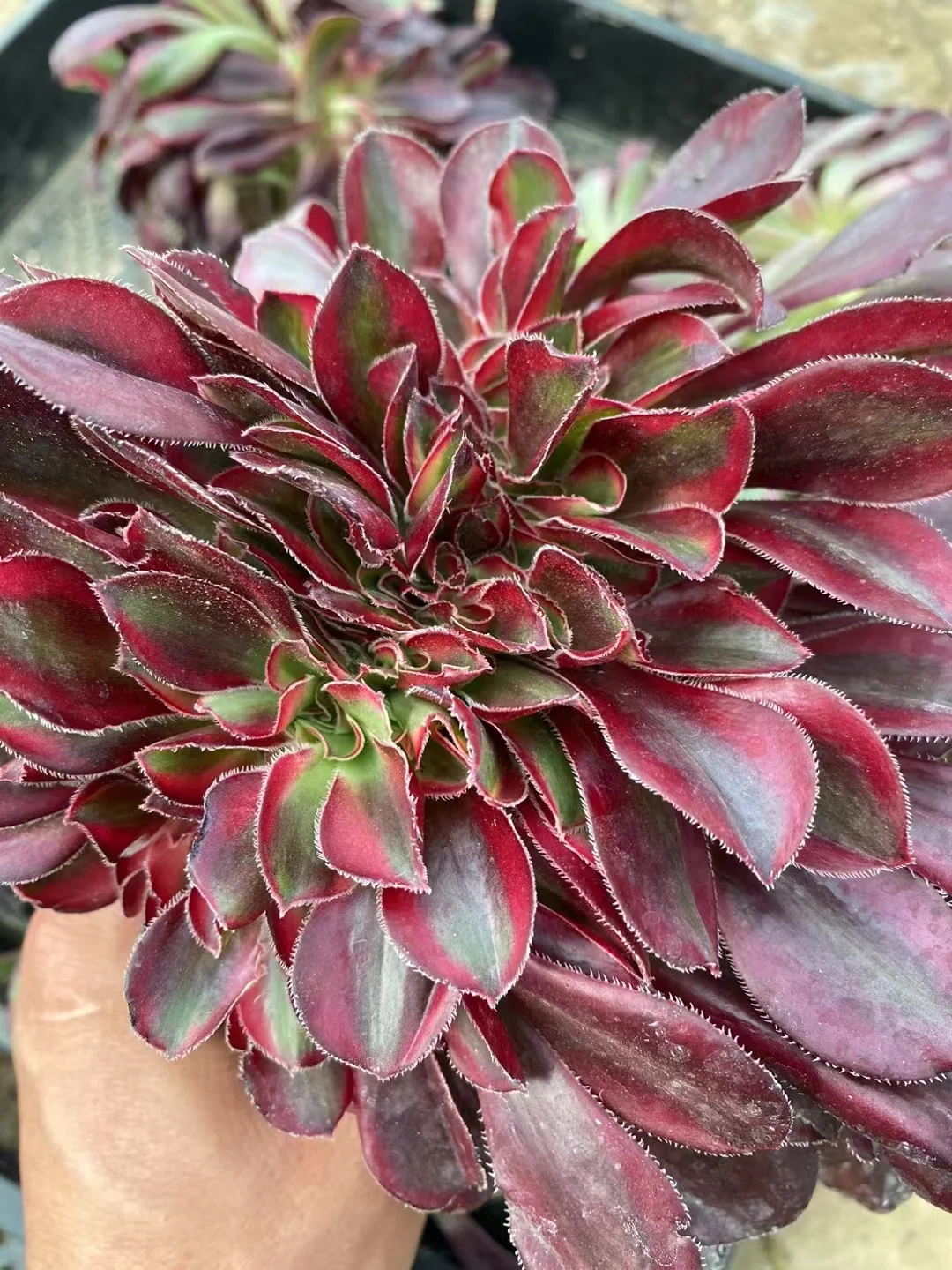 plant Aeonium Echeveria Haworthia  Caudex  Lithops Cactus  Agave 