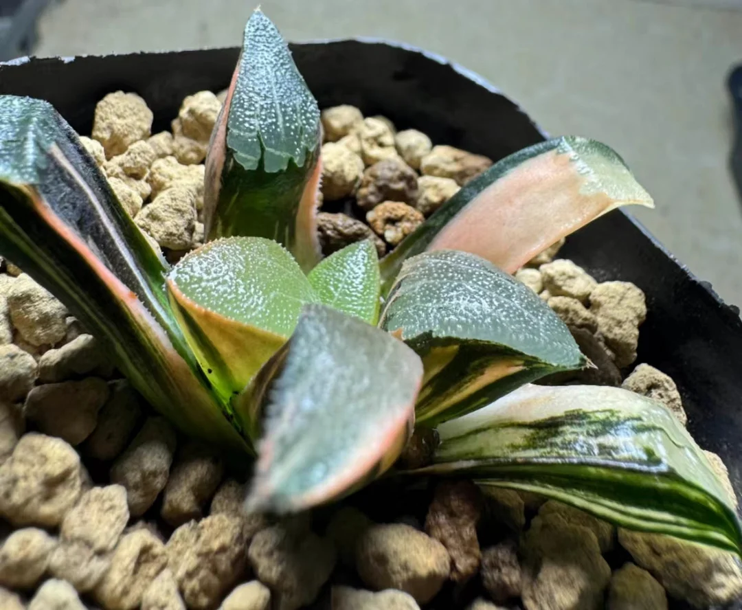 1019.Haworthia  big bayeriJ.D.Venter & S.A.Hammer Variegated 6cm/ Haworthia/ Succulent plants / Garden landscape / Carefully select healthy plants