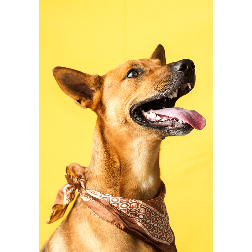 

Scarf Dog - 1000 Pieces Jigsaw Puzzle, 501 Original