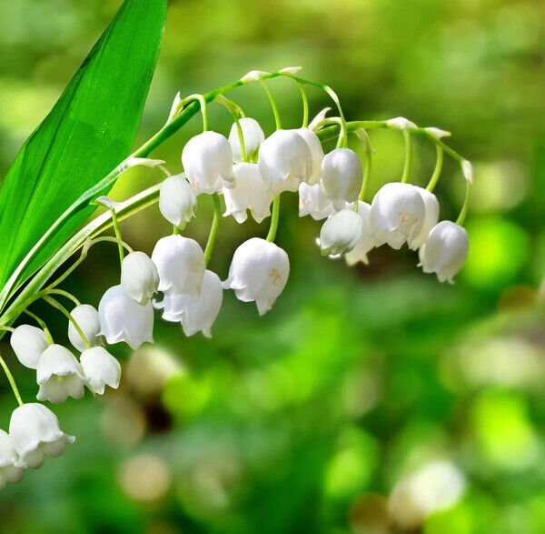 Lily of the Valley Flower Seeds, Bonsai Bell Orchid Seeds Jonyparkseed®