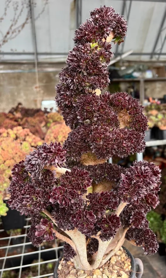 plant Aeonium Echeveria Haworthia  Caudex  Lithops Cactus  Agave 