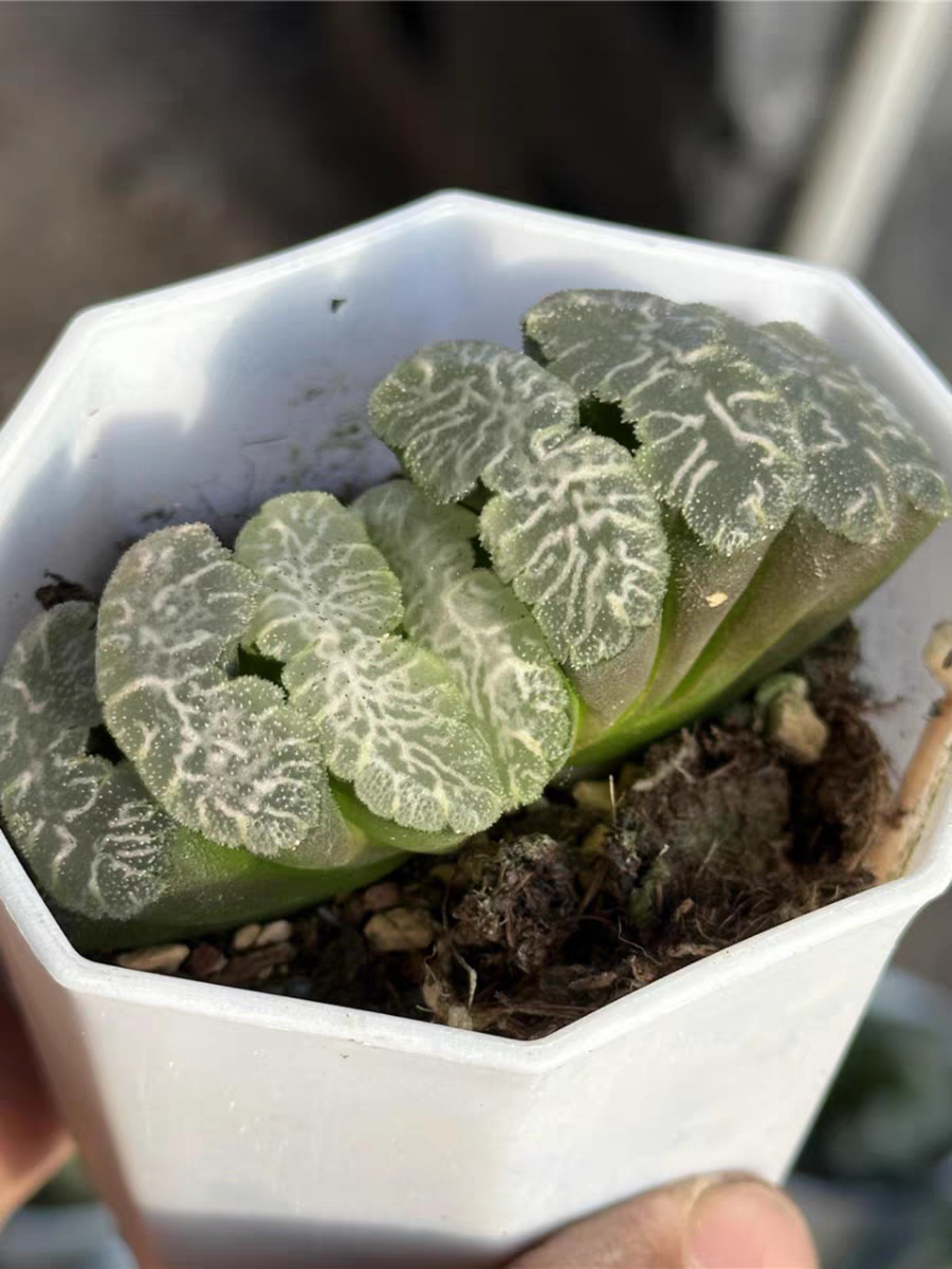 bjbm27.Haworthia truncata Gu Hime 5-6cm/Haworthia/ Succulent plants / Garden landscape / Carefully select healthy plants