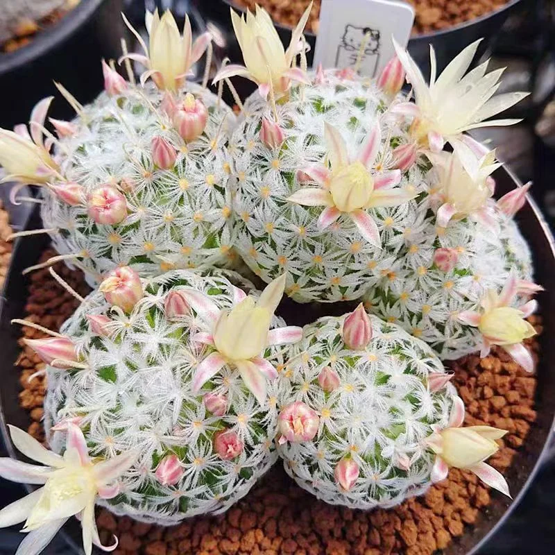 597.   Mammillaria duwei  cluster  5-7cm /Cactus plants / Succulent plants / Garden landscape / Carefully select healthy plants