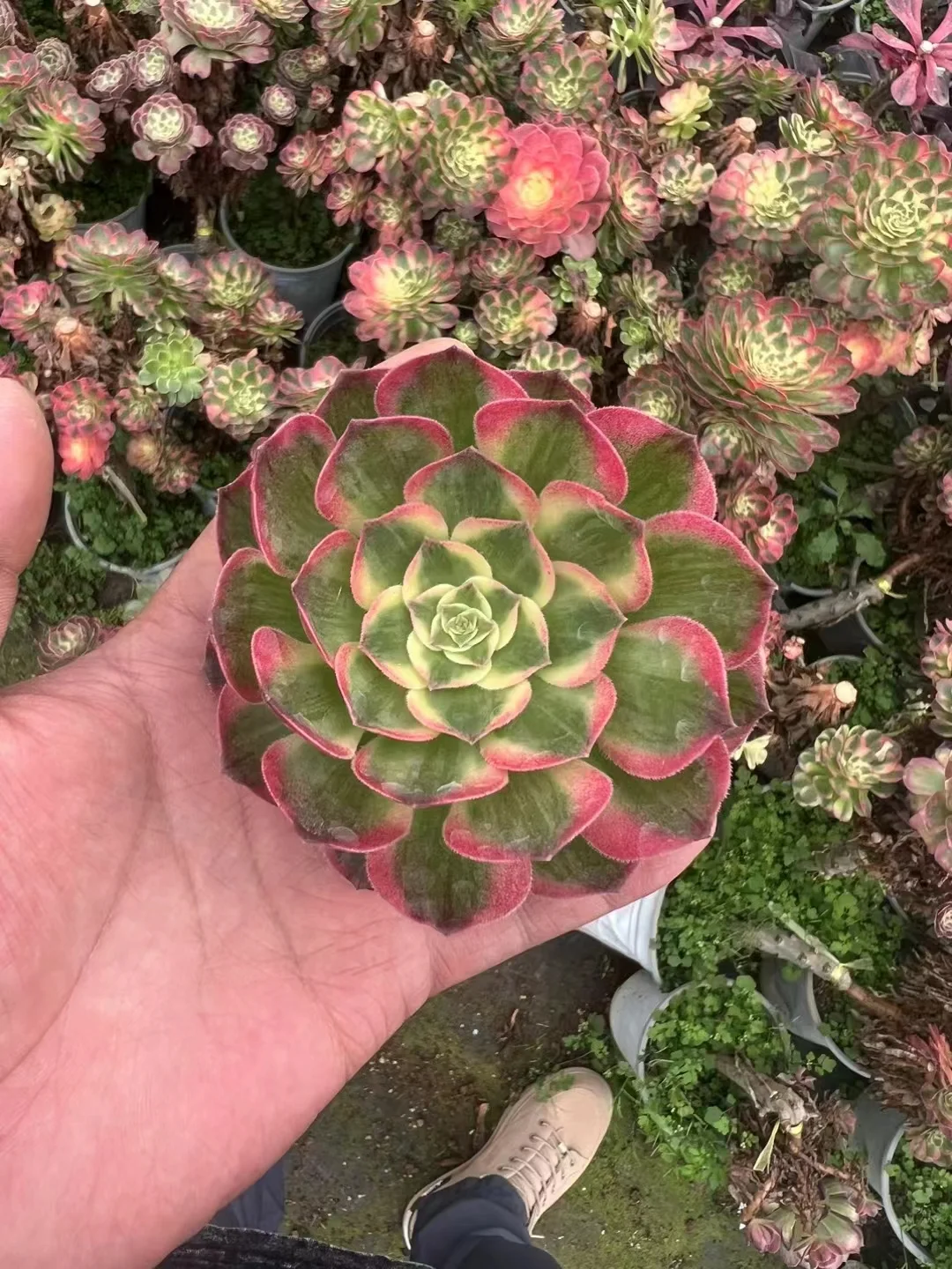 plant Aeonium Echeveria Haworthia  Caudex  Lithops Cactus  Agave 