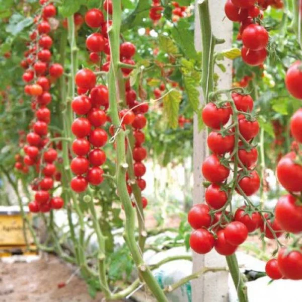 100% Germination rate-Clustered tomatoes Seeds-high yield JONY PARK