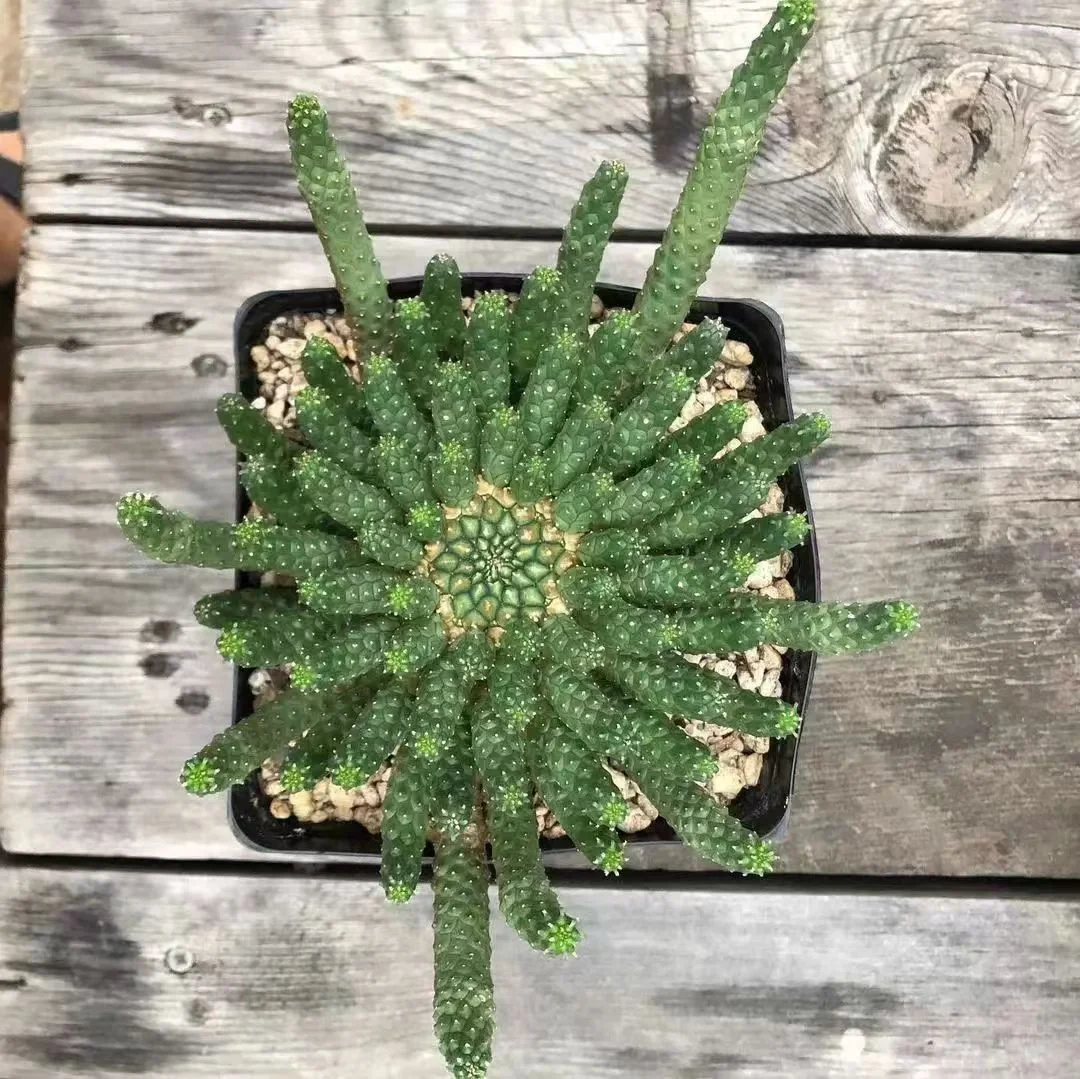 plant Aeonium Echeveria Haworthia  Caudex  Lithops Cactus  Agave 