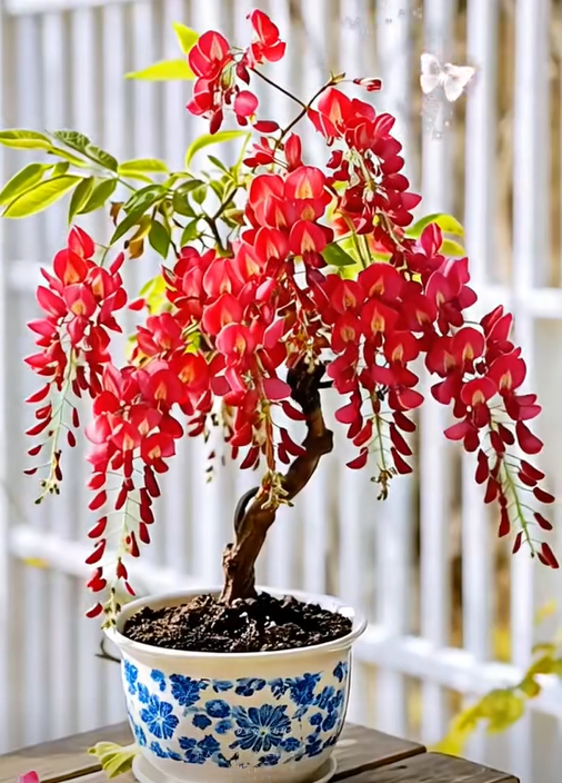 🇺🇸 Celebrate America’s 250th with Red, White & Blue Wisteria Seeds 🌸