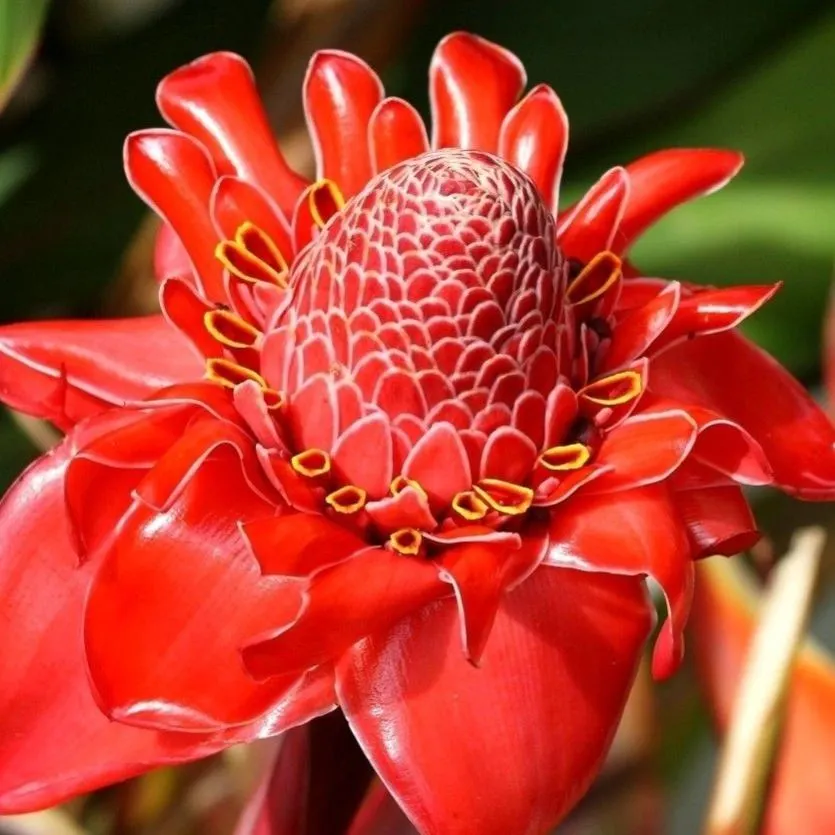 Porcelain rose seeds-Etlingera elatior-Torch Ginger