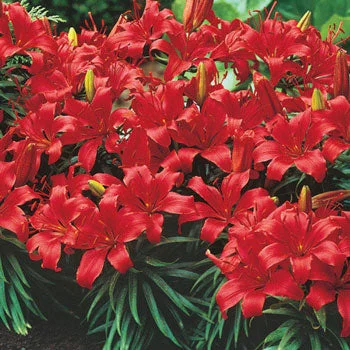 Carpet Border Lily