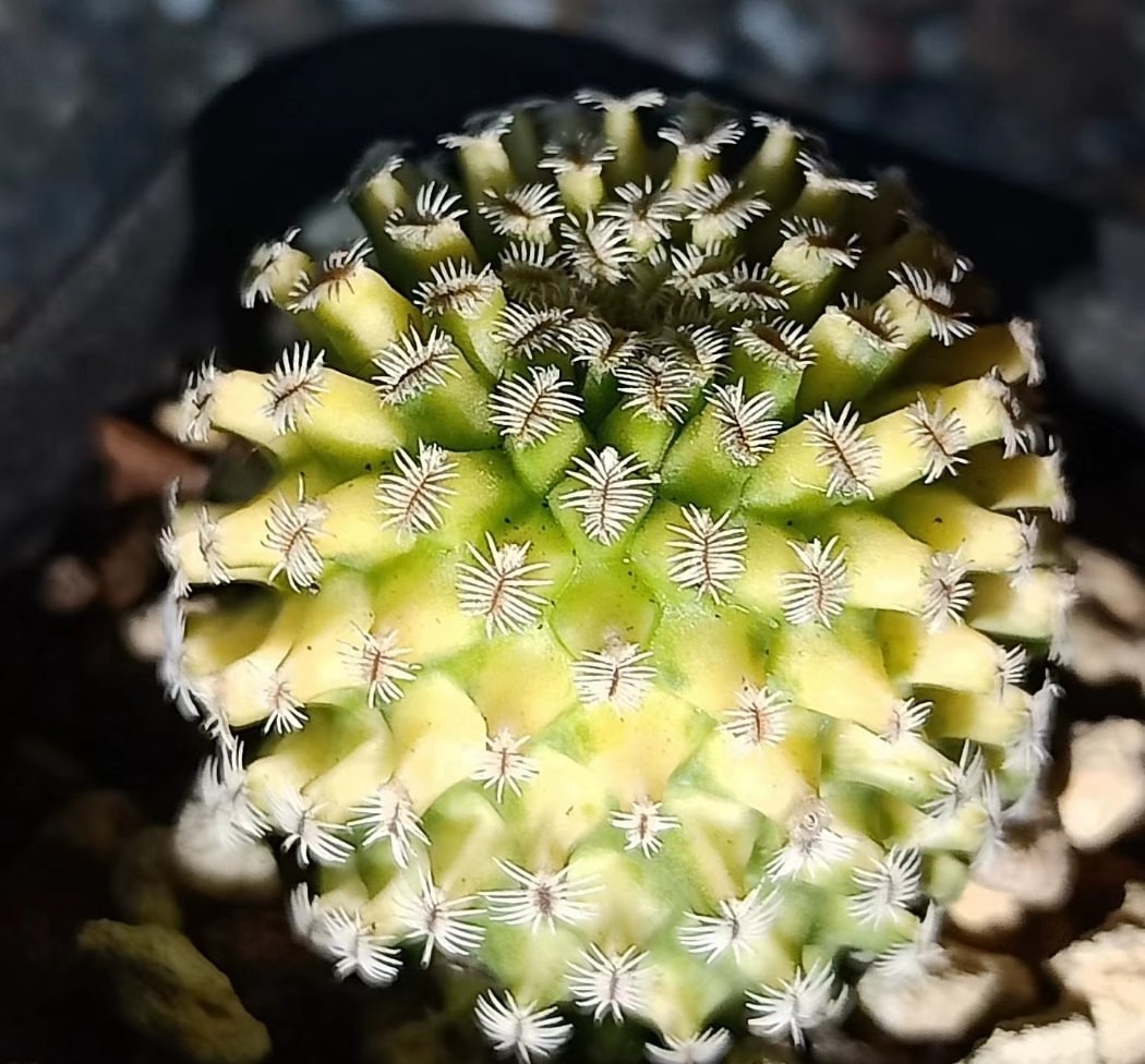 667.  Turbinicarpus pulcherrimus  single head  2.5-3cm  /Cactus plants  / Succulent plants/Garden landscape / Carefully select healthy plants