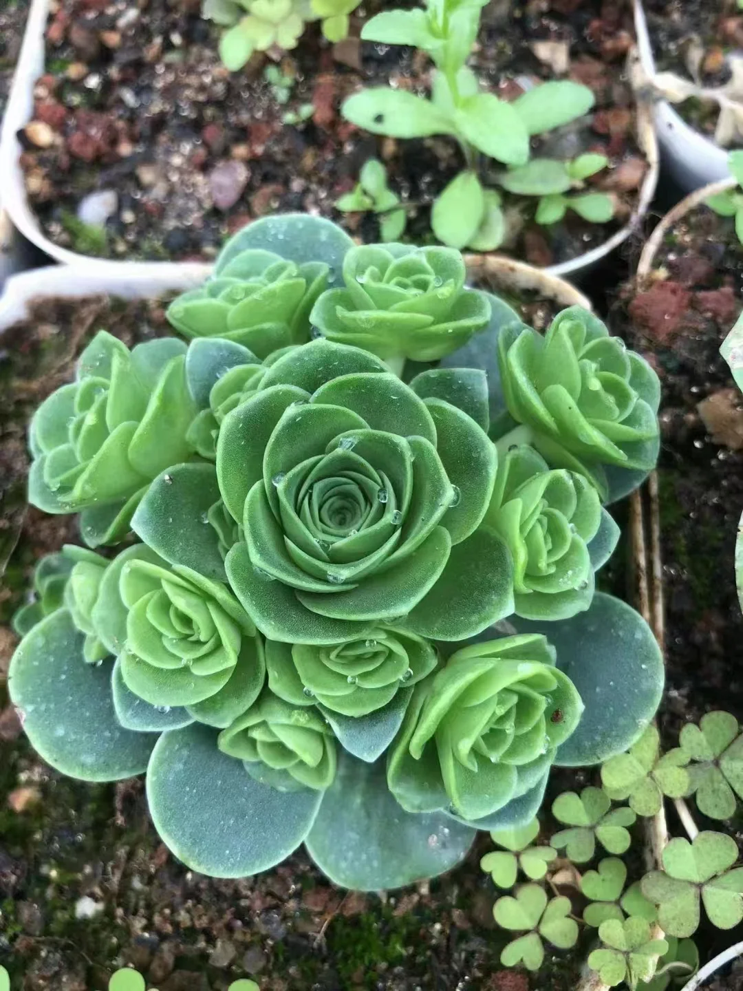 plant Aeonium Echeveria Haworthia  Caudex  Lithops Cactus  Agave 