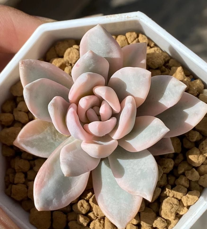 plant Aeonium Echeveria Haworthia  Caudex  Lithops Cactus  Agave 