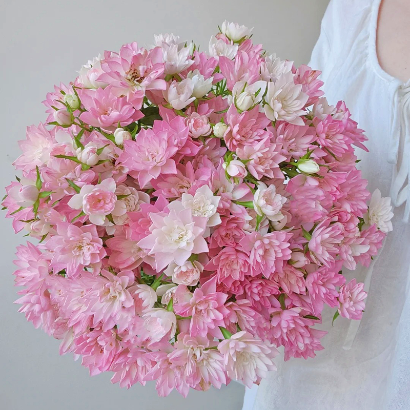 ⭐Perennial Rose Miniature 'Stars'💐